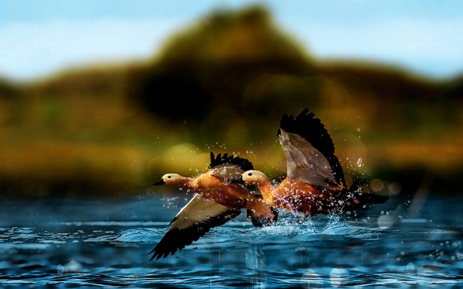 翱翔于碧海蓝天的赤麻鸭高清图片