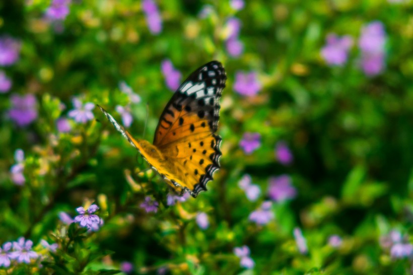 清新自然的蝴蝶图片