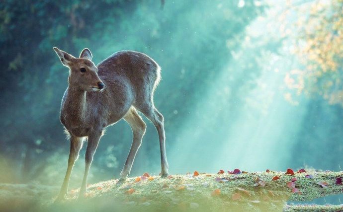 一组唯美梦幻系镜头下秋日的奈良小鹿