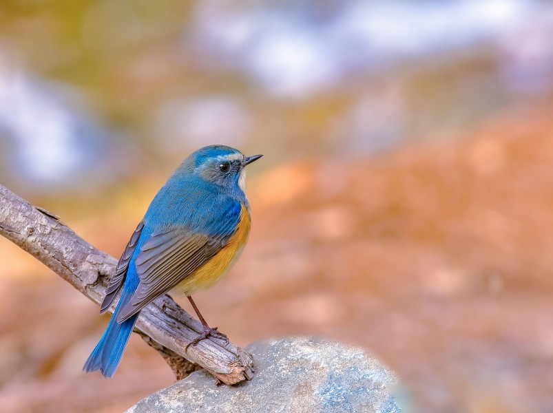 红胁蓝尾鸲鸟类图片