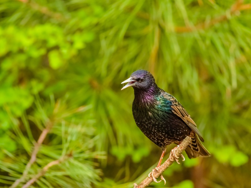 紫翅椋鸟图片