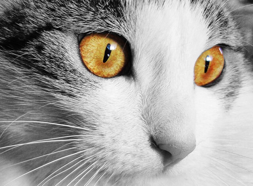 漂亮的猫眼图片