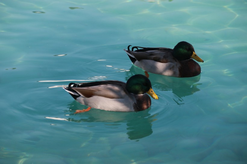 水中游泳的野鸭图片