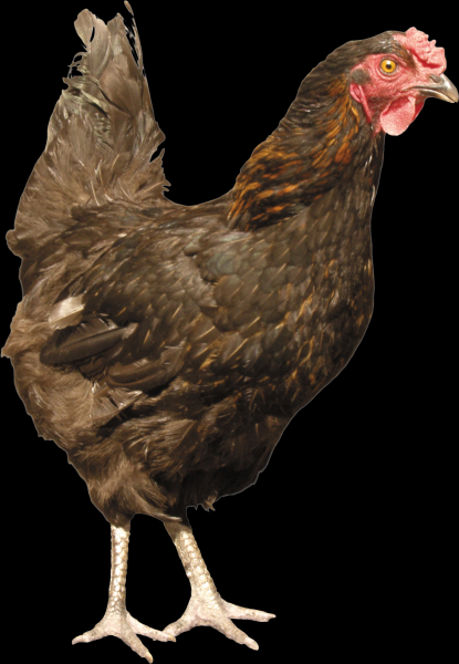 母鸡透明背景PNG图片