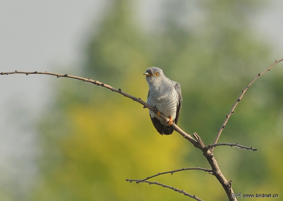 树枝上的布谷鸟幼鸟图片