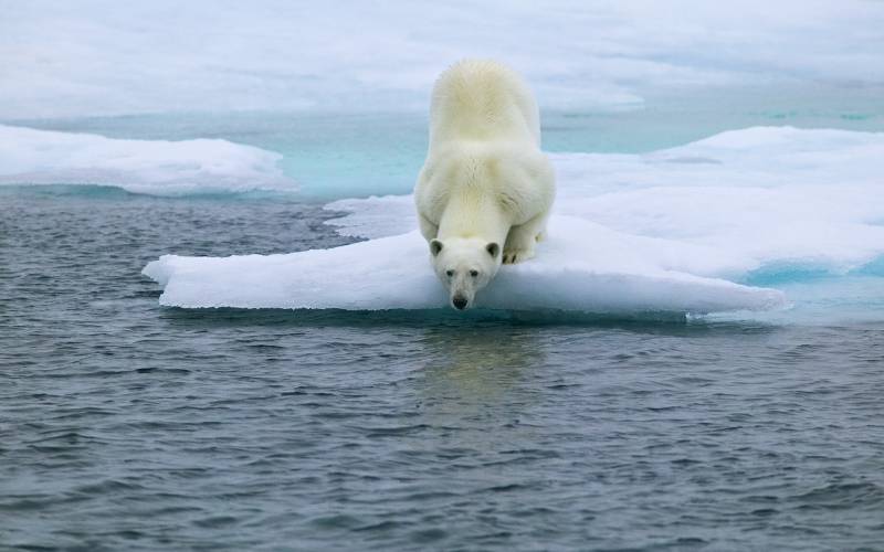 白白胖乎乎的北极熊高清写真