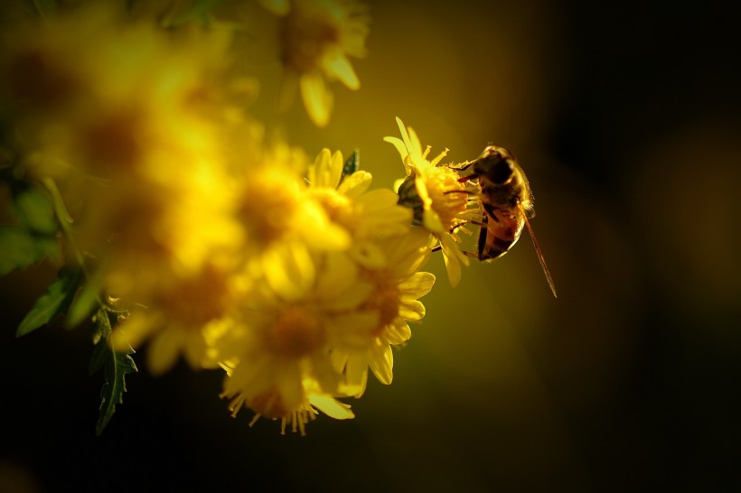 夕阳下采蜜的蜜蜂图片