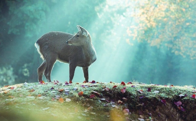 一组唯美梦幻系镜头下秋日的奈良小鹿