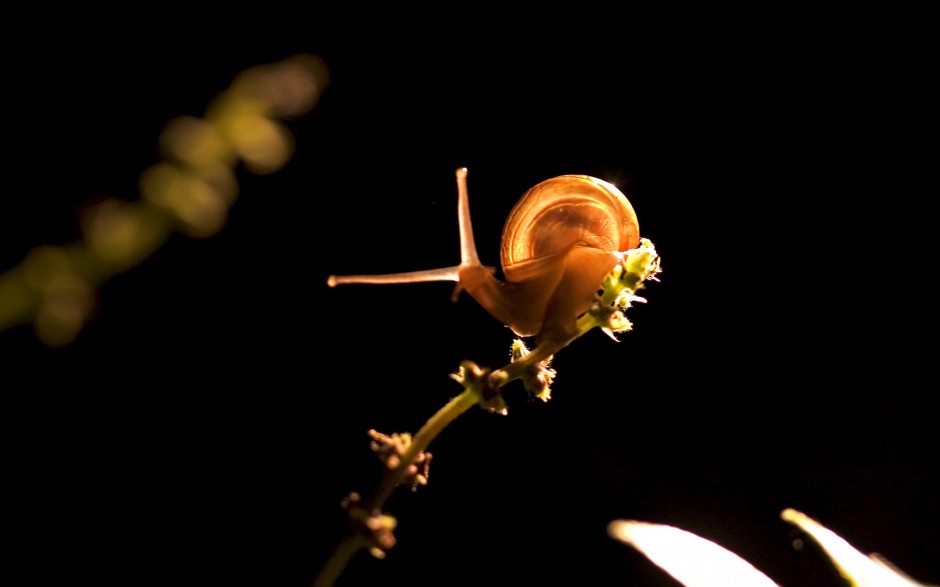 可爱的蜗牛图片高清特写