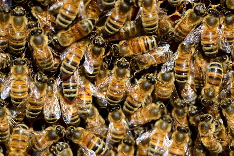分布密集的蜜蜂图片