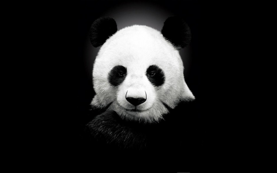 国宝熊猫图片素材可爱憨厚