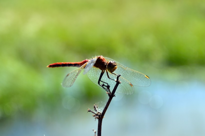 可爱的蜻蜓图片