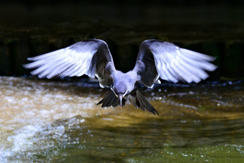 白色胡子的印加燕鸥图片