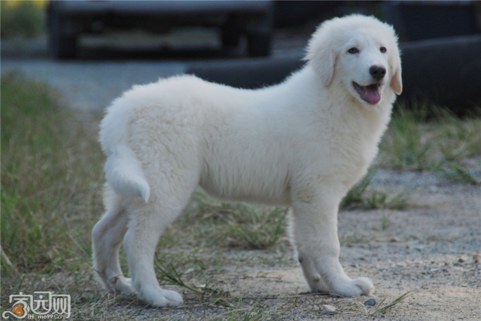 温和友善的大白熊犬幼犬图片