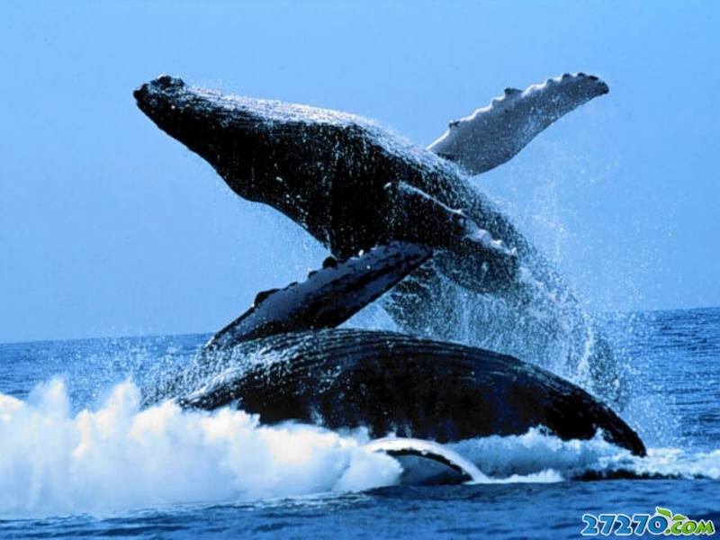 海洋动物 巨型鲸鱼