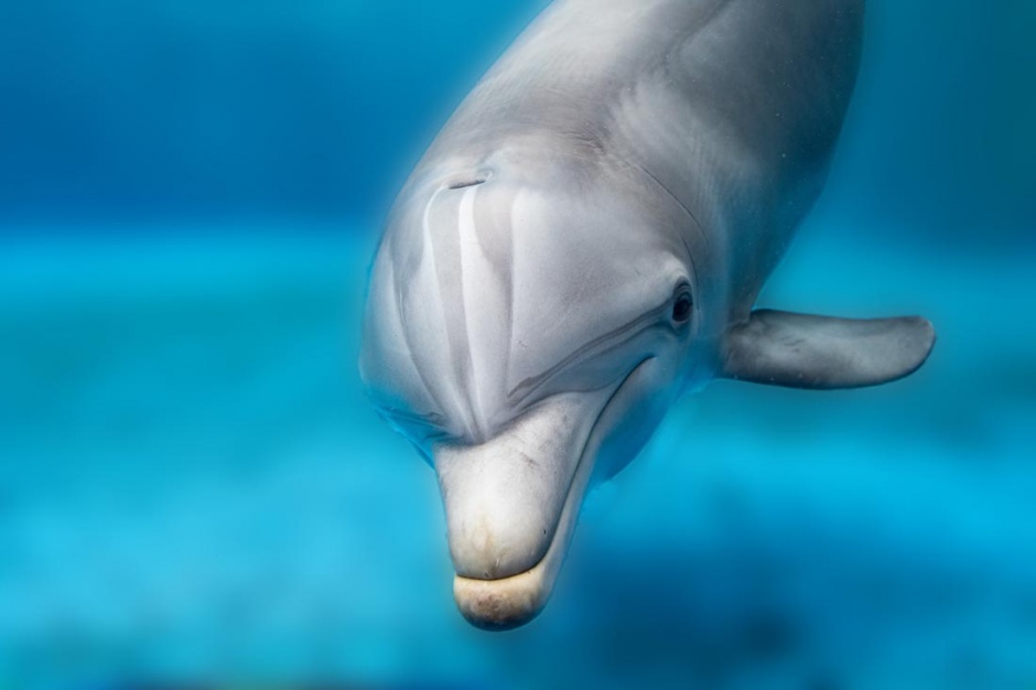 可爱的海豚高清特写图片