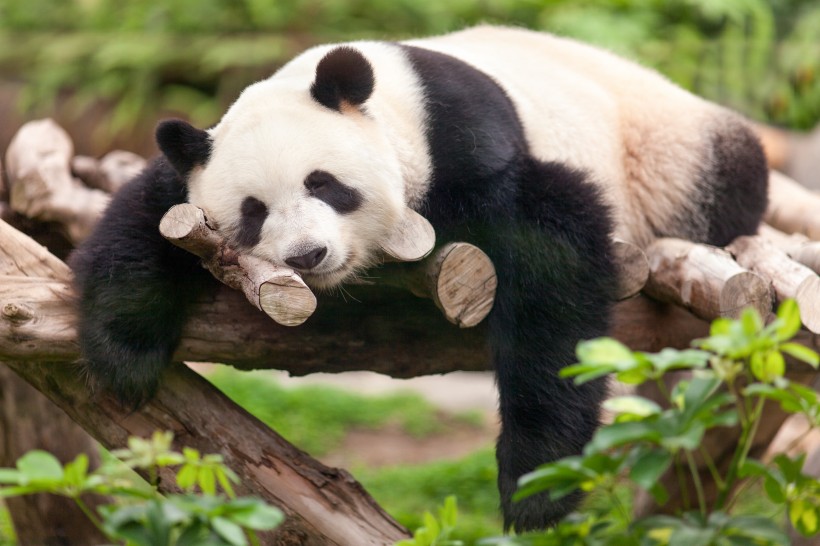 可爱国宝大熊猫图片