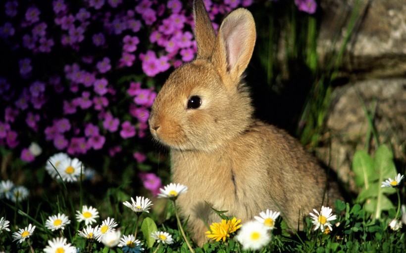 草地里的小兔子图片