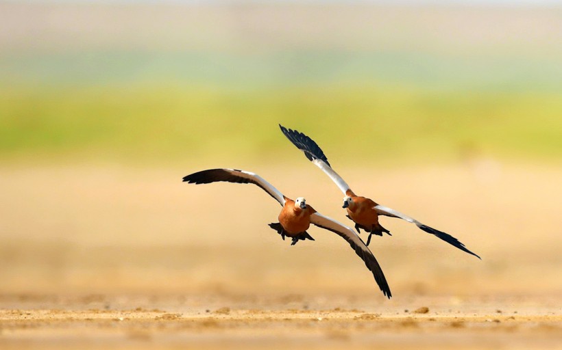 飞翔的赤麻鸭图片