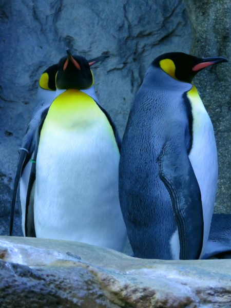 性情温顺的王企鹅图片