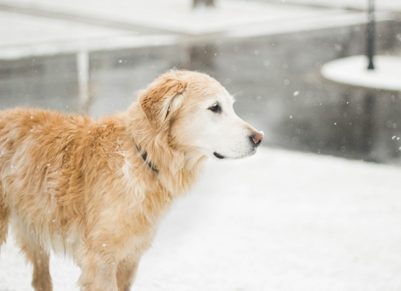 雪地里的宠物狗图片