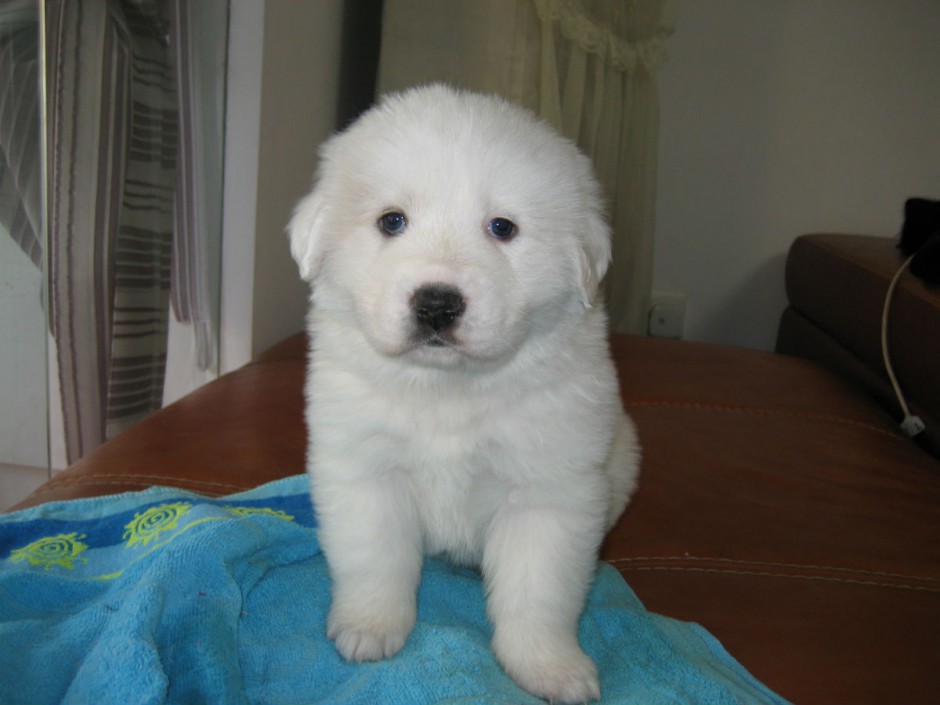 毛茸茸的大白熊犬幼犬图片