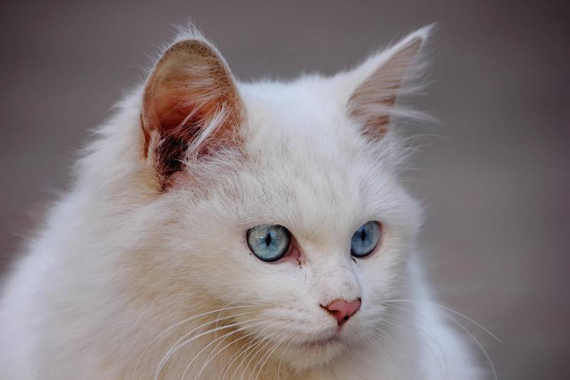 蓝眼白猫头部特写图片