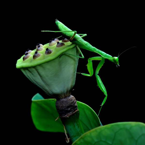 身手矫捷的肉食性绿色昆虫螳螂图片
