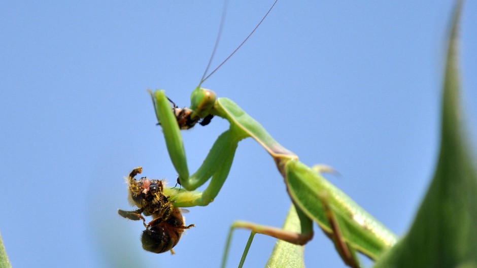大型昆虫绿巨螳螂图片