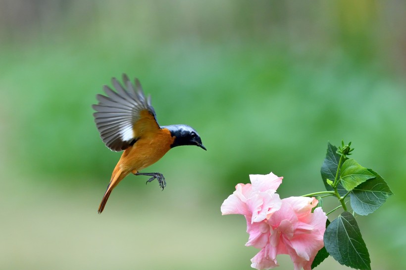追逐花朵的北红尾鸲雄鸟图片