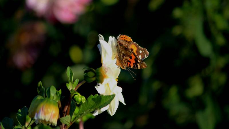 花丛中飞舞的蝴蝶图片