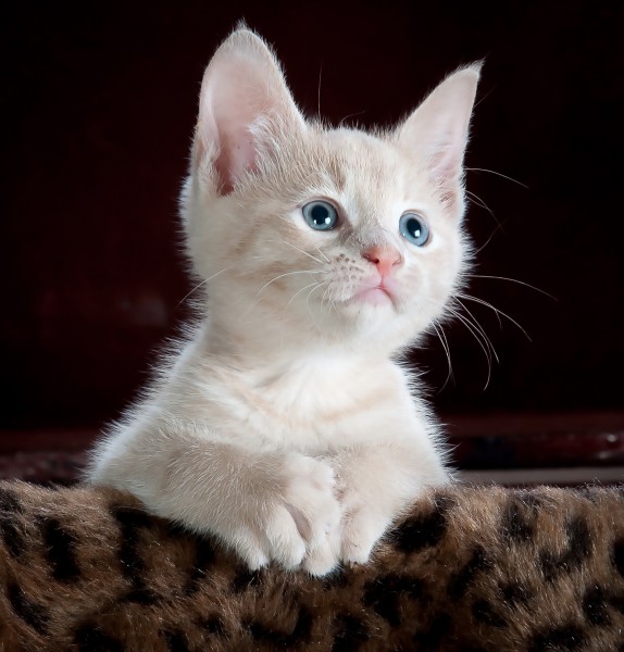 毛绒绒的幼猫图片