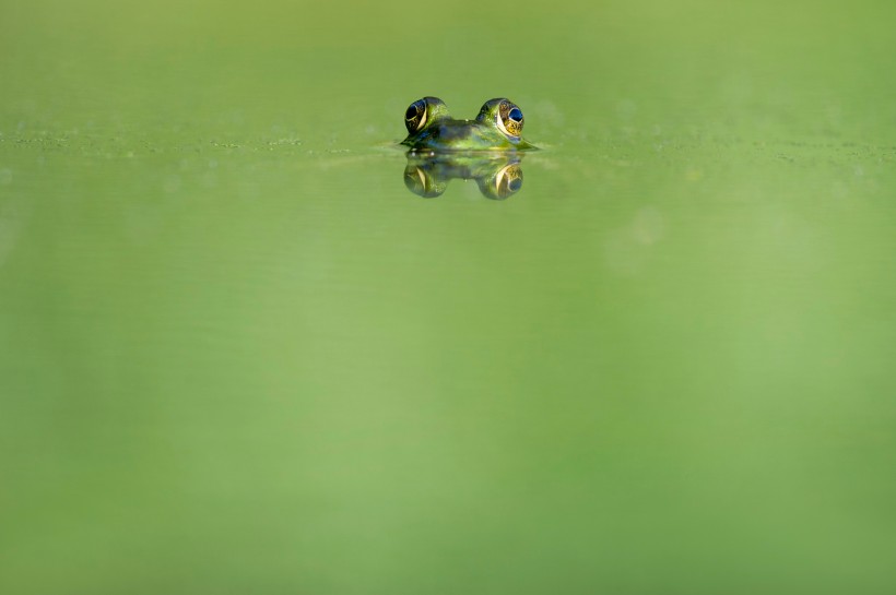 形态各异的青蛙图片