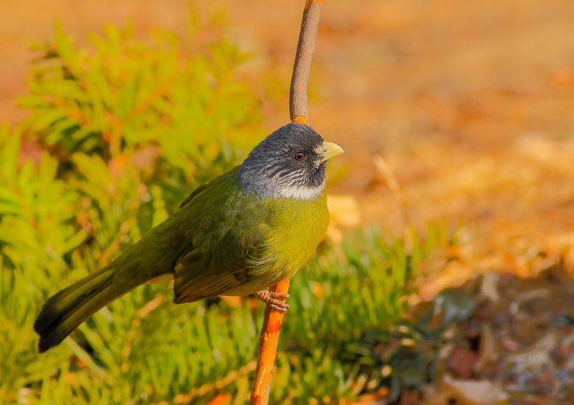 领雀嘴鹎鸟类图片