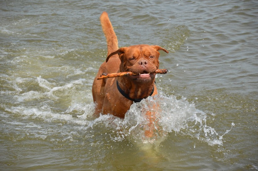 正在水中玩耍的波尔多犬图片