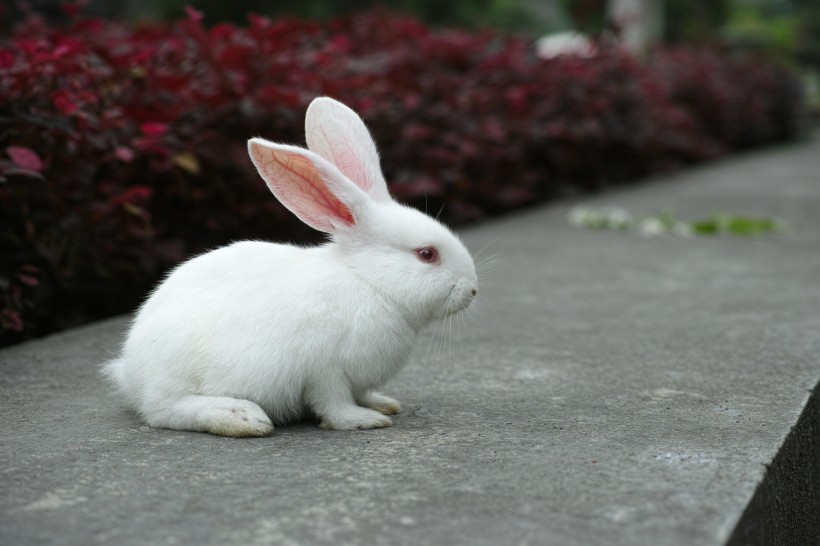 萌萌的小白兔图片