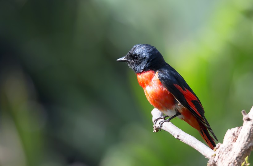 红山椒鸟图片