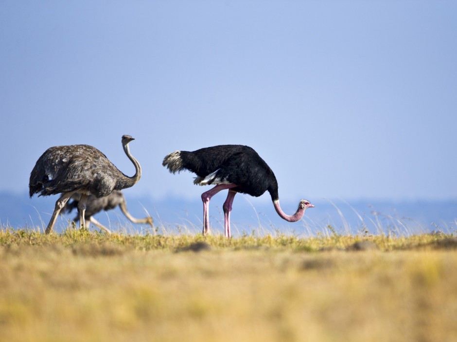 非洲鸵鸟野外觅食图片