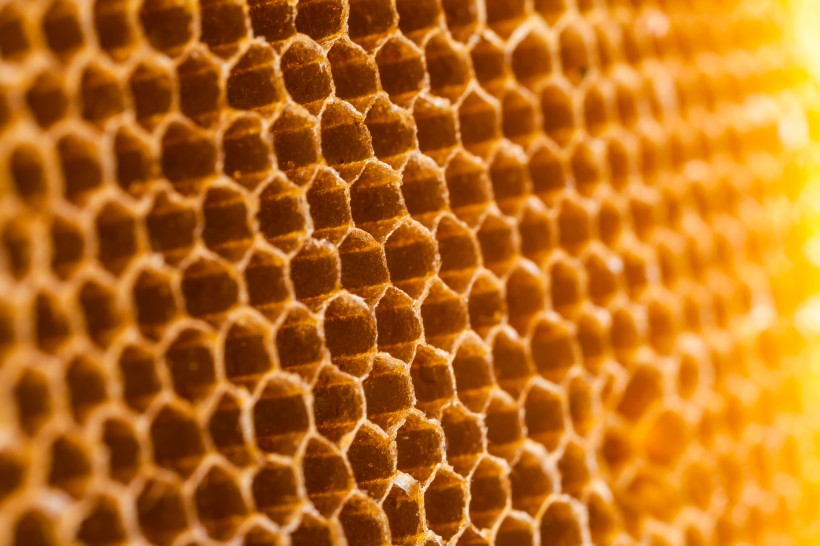 蜂巢上蜜蜂图片