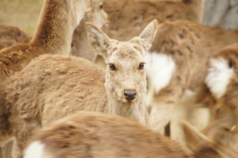 日本奈良的鹿圖片