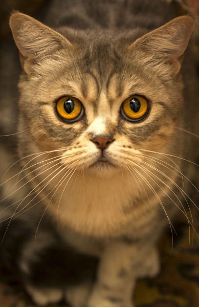 漂亮的猫眼图片