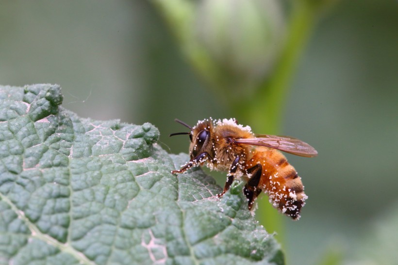 蜜蜂采蜜与授粉图片