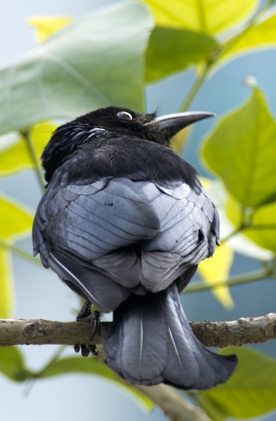 黑卷尾鸟类图片