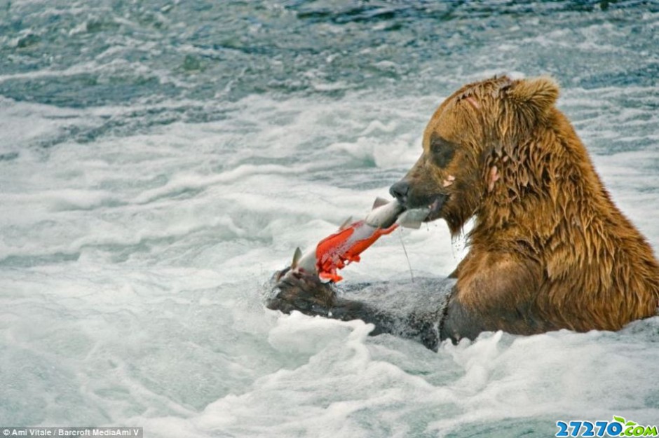 阿拉斯加灰熊争夺捕捉鲑鱼最佳位置大打出手