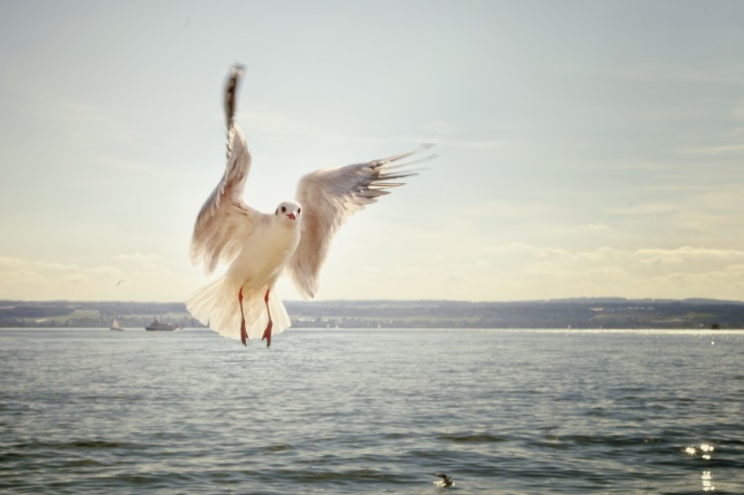 自由的海鸥图片
