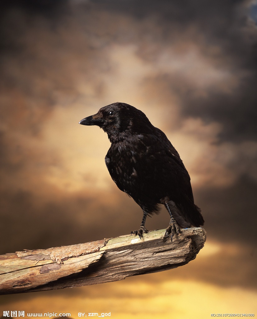黑乌鸦意境摄影图片欣赏