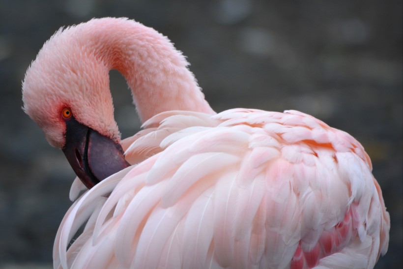 粉红色火烈鸟图片