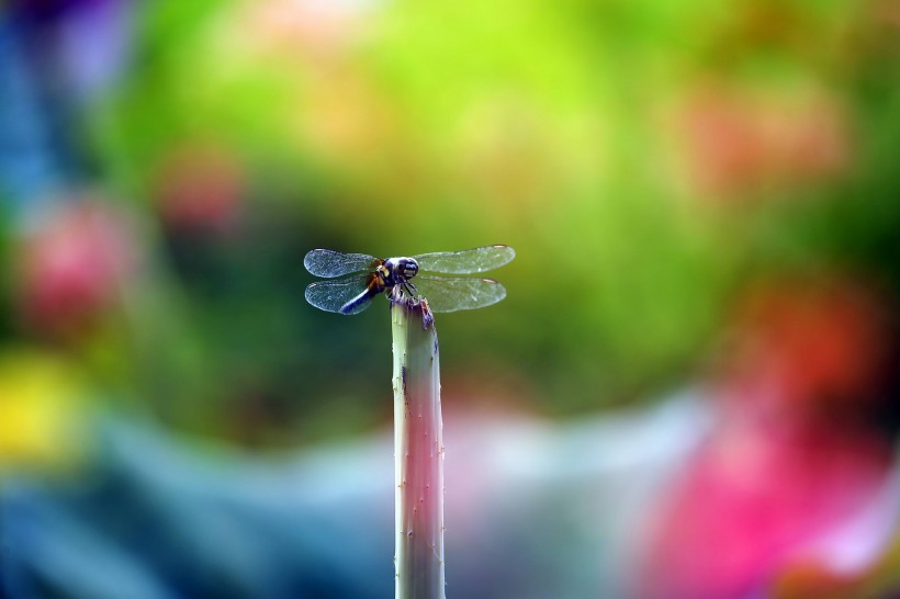 荷塘的蜻蜓图片