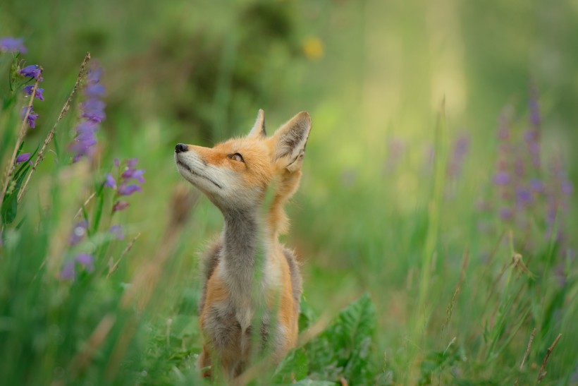 可爱的狐狸图片