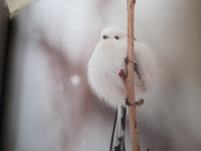 日本的北长尾山雀摄影图片欣赏